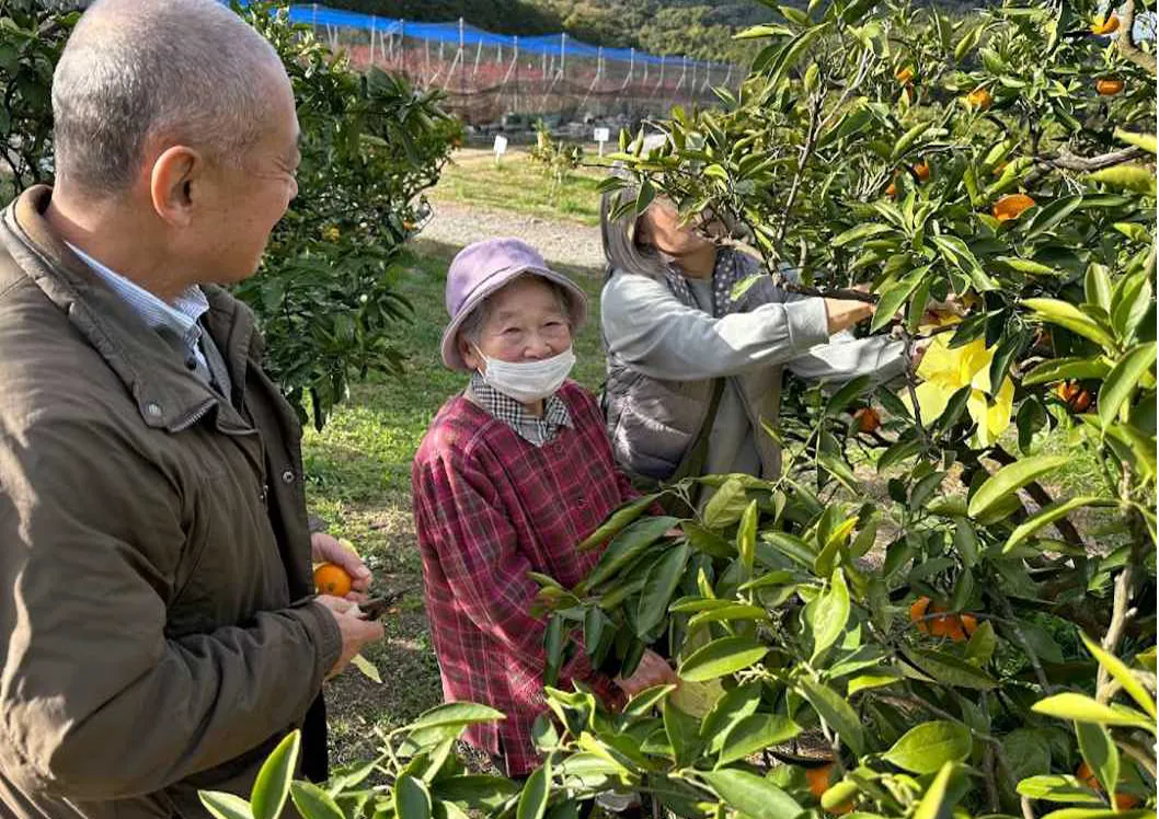 ミカン狩り